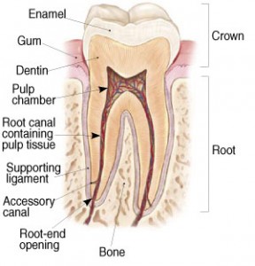 Endodontist Raleigh North Carolina